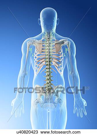 Stock Image - Lymph nodes of the upper body, computer illustration.. Fotosearch