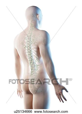 Stock Photograph - Lymph nodes of the upper body, computer illustration.. Fotosearch