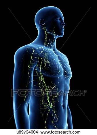 Lymphatic system, computer illustration. View Large Photo Image Picture - Lymphatic system, computer illustration.. Fotosearch
