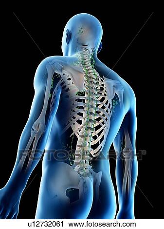 Stock Image - Lymphatic system, computer illustration.. Fotosearch