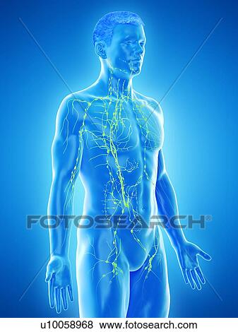 Lymphatic system, computer illustration. View Large Photo Image Stock Photo - Lymphatic system, computer illustration.. Fotosearch