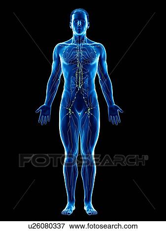 Stock Photo - Lymphatic system, computer illustration.. Fotosearch