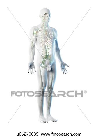 Stock Photo - Lymphatic system, computer illustration.. Fotosearch