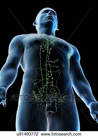 Lymphatic system of the upper body, computer illustration. View Large Photo Image Stock Image - Lymphatic system of the upper body, computer illustration.. Fotosearch