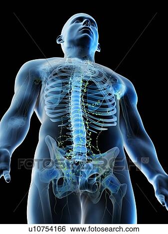 Lymphatic system of the upper body, computer illustration. View Large Photo Image Stock Photograph - Lymphatic system of the upper body, computer illustration.. Fotosearch
