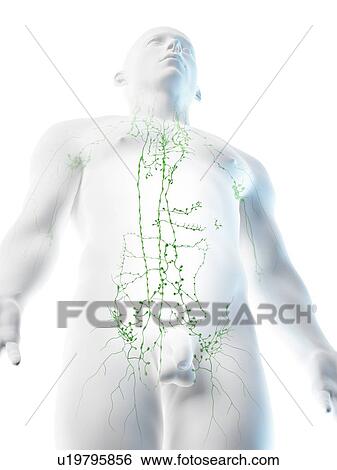 Stock Photograph - Lymphatic system of the upper body, computer illustration.. Fotosearch