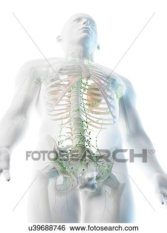Stock Photograph - Lymphatic system of the upper body, computer illustration.. Fotosearch