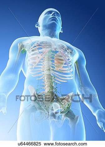 Stock Photography - Lymphatic system of the upper body, computer illustration.. Fotosearch