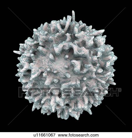 Stock Photo - Lymphocyte white blood cell, computer illustration. Lymphocytes are involved in the immune system's defence mechanisms, lymphatic system, and antibody production.. Fotosearch