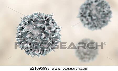 Lymphocyte white blood cell, computer illustration. Lymphocytes are involved in the immune system's defence mechanisms, lymphatic system, and antibody production. View Large Photo Image Stock Photo - Lymphocyte white blood cell, computer illustration. Lymphocytes are involved in the immune system's defence mechanisms, lymphatic system, and antibody production.. Fotosearch