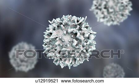 Lymphocytes white blood cells, computer illustration. Lymphocytes are involved in the immune system's defence mechanisms, lymphatic system, and antibody production. View Large Photo Image Stock Image - Lymphocytes white blood cells, computer illustration. Lymphocytes are involved in the immune system's defence mechanisms, lymphatic system, and antibody production.. Fotosearch