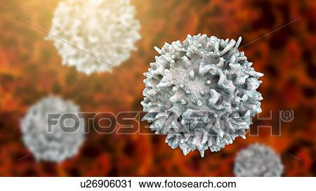 Stock Image - Lymphocytes white blood cells, computer illustration. Lymphocytes are involved in the immune system's defence mechanisms, lymphatic system, and antibody production.. Fotosearch