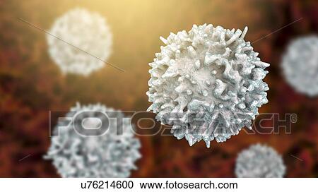 Lymphocytes white blood cells, computer illustration. Lymphocytes are involved in the immune system's defence mechanisms, lymphatic system, and antibody production. View Large Photo Image Stock Image - Lymphocytes white blood cells, computer illustration. Lymphocytes are involved in the immune system's defence mechanisms, lymphatic system, and antibody production.. Fotosearch