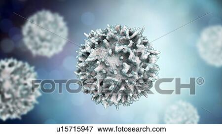 Lymphocytes white blood cells, computer illustration. Lymphocytes are involved in the immune system's defence mechanisms, lymphatic system, and antibody production. View Large Photo Image Stock Photo - Lymphocytes white blood cells, computer illustration. Lymphocytes are involved in the immune system's defence mechanisms, lymphatic system, and antibody production.. Fotosearch