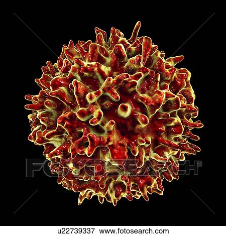 Lymphocytes white blood cells, computer illustration. Lymphocytes are involved in the immune system's defence mechanisms, lymphatic system, and antibody production. View Large Photo Image Stock Photo - Lymphocytes white blood cells, computer illustration. Lymphocytes are involved in the immune system's defence mechanisms, lymphatic system, and antibody production.. Fotosearch