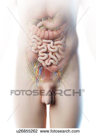 Stock Image - Male abdominal anatomy, computer illustration.. Fotosearch