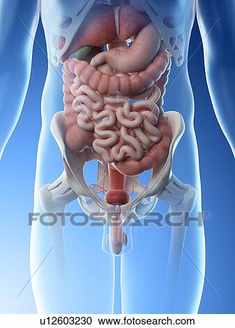Stock Image - Male abdominal organs, computer illustration.. Fotosearch