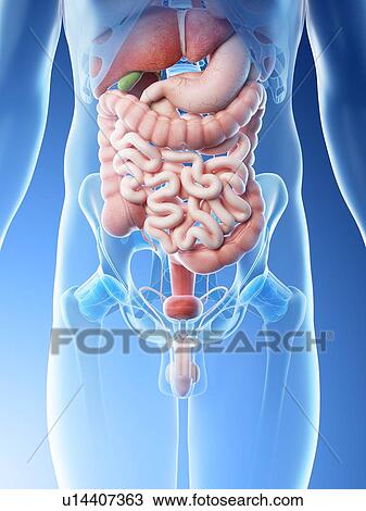 Stock Image - Male abdominal organs, computer illustration.. Fotosearch