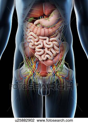 Male abdominal organs, computer illustration. View Large Photo Image Stock Image - Male abdominal organs, computer illustration.. Fotosearch