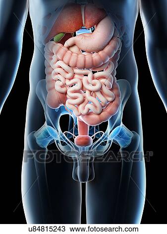Stock Image - Male abdominal organs, computer illustration.. Fotosearch