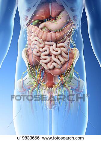 Stock Photograph - Male abdominal organs, computer illustration.. Fotosearch