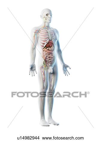 Male anatomy, computer illustration. View Large Photo Image Picture - Male anatomy, computer illustration.. Fotosearch