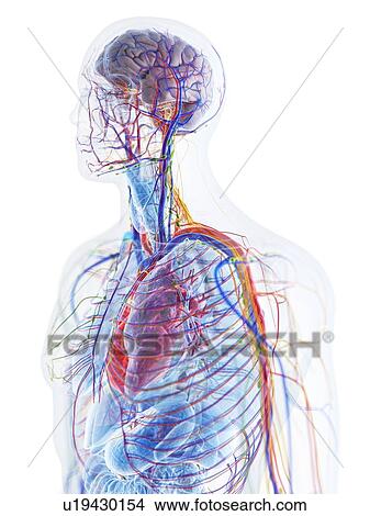 Picture - Male anatomy, computer illustration.. Fotosearch