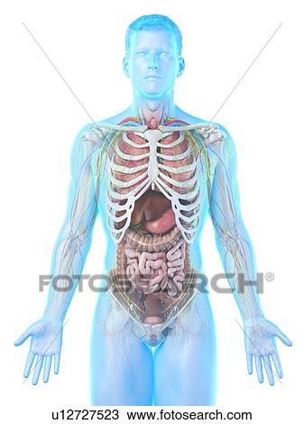 Stock Image - Male anatomy, computer illustration.. Fotosearch