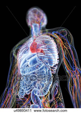 Male anatomy, computer illustration. View Large Photo Image Stock Image - Male anatomy, computer illustration.. Fotosearch