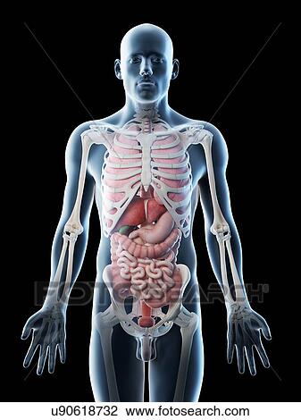 Stock Image - Male anatomy, computer illustration.. Fotosearch