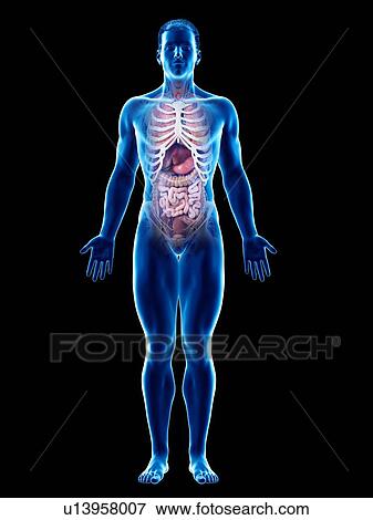 Male anatomy, computer illustration. View Large Photo Image Stock Photo - Male anatomy, computer illustration.. Fotosearch