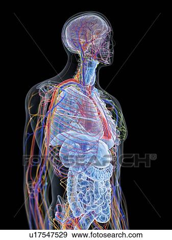 Male anatomy, computer illustration. View Large Photo Image Stock Photo - Male anatomy, computer illustration.. Fotosearch