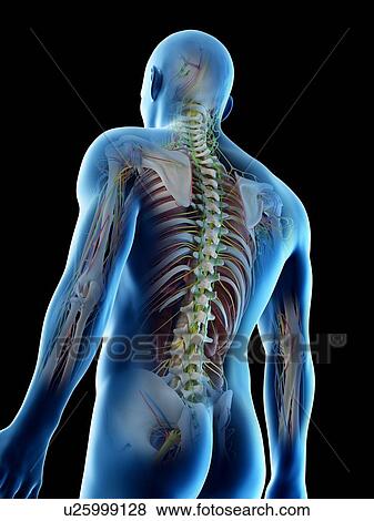 Male anatomy, computer illustration. View Large Photo Image Stock Photo - Male anatomy, computer illustration.. Fotosearch