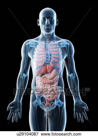 Stock Photo - Male anatomy, computer illustration.. Fotosearch