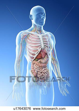 Male anatomy, computer illustration. View Large Photo Image Stock Photograph - Male anatomy, computer illustration.. Fotosearch