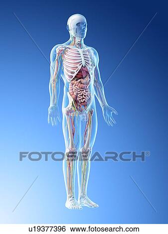 Male anatomy, computer illustration. View Large Photo Image Stock Photograph - Male anatomy, computer illustration.. Fotosearch