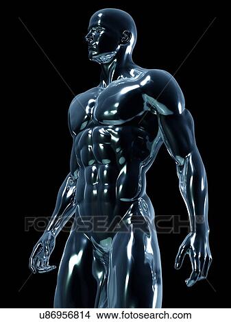 Picture - Male anatomy, illustration. Fotosearch