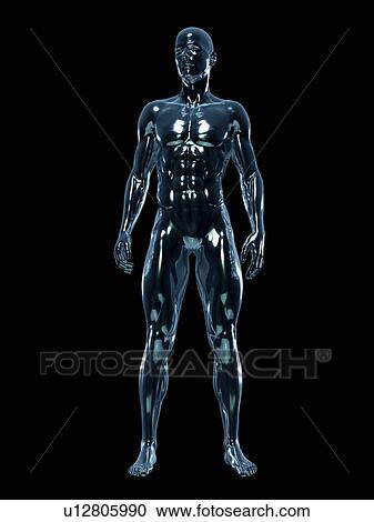 Stock Image - Male anatomy, illustration. Fotosearch