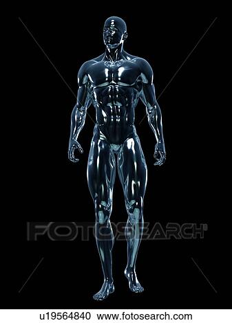 Stock Image - Male anatomy, illustration. Fotosearch