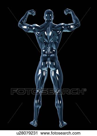 Stock Image - Male anatomy, illustration. Fotosearch