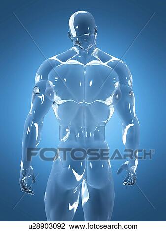Male anatomy, illustration View Large Photo Image Stock Image - Male anatomy, illustration. Fotosearch