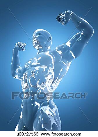 Stock Image - Male anatomy, illustration. Fotosearch