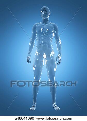 Male anatomy, illustration View Large Photo Image Stock Image - Male anatomy, illustration. Fotosearch