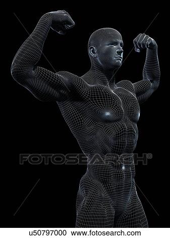 Stock Image - Male anatomy, illustration. Fotosearch
