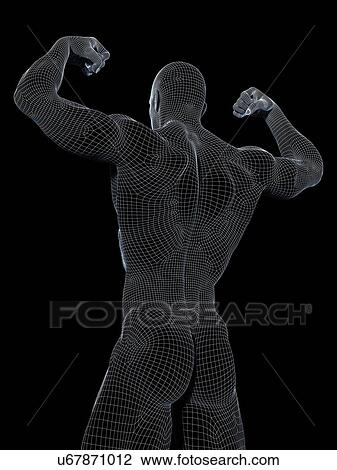 Stock Image - Male anatomy, illustration. Fotosearch