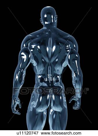 Stock Photo - Male anatomy, illustration. Fotosearch