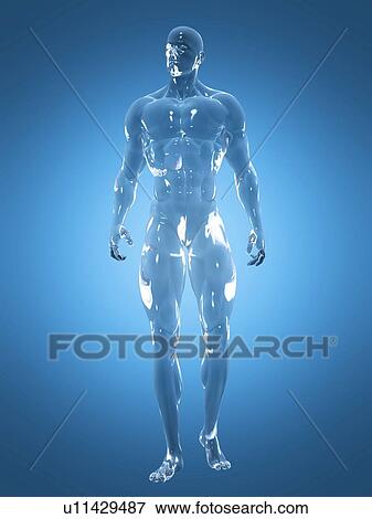Stock Photo - Male anatomy, illustration. Fotosearch