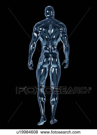 Stock Photo - Male anatomy, illustration. Fotosearch