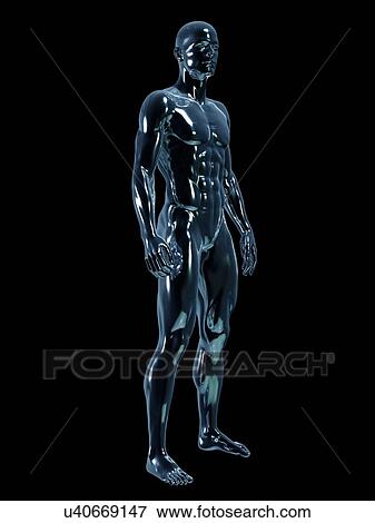 Stock Photo - Male anatomy, illustration. Fotosearch