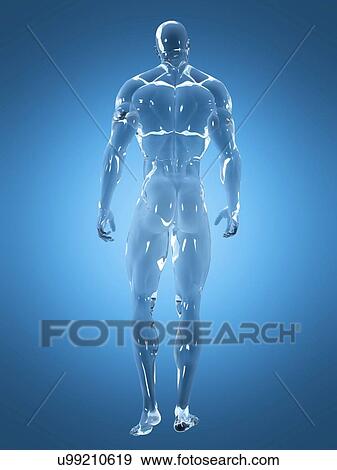 Stock Photo - Male anatomy, illustration. Fotosearch